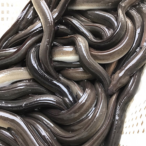 [특가] 국내산 고창 자포니카 민물장어 1kg (손질후 700g 내외) 소스2종 + 초생강 증정